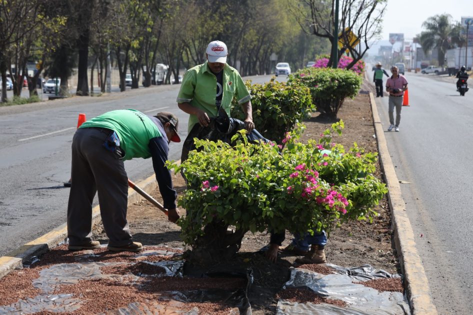 Gobierno de Morelia sigue embelleciendo las áreas verdes de la ciudad