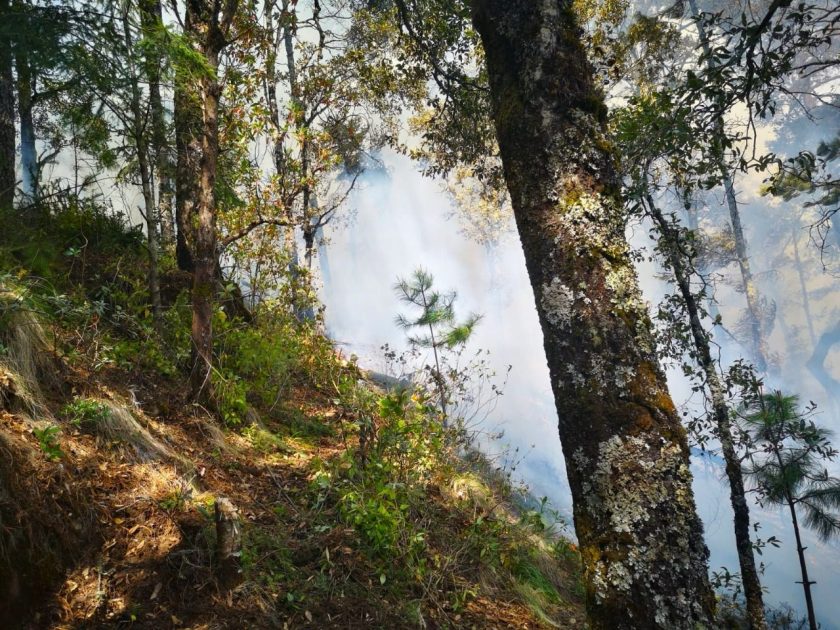 Pronta denuncia de incendios podría salvar la vida de cientos de animales