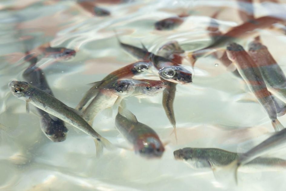 Pescado blanco en vías de obtener protección de indicación geográfica: ICTI