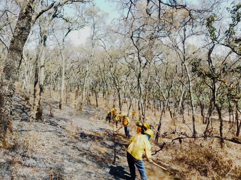 Apagan brigadas 14 incendios forestales en Michoacán: Cofom