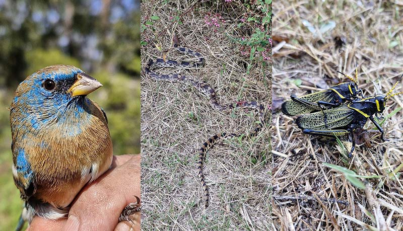 Esto es lo que debes hacer ante desplazamiento de fauna silvestre por incendios