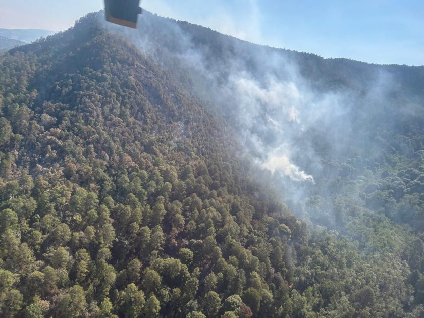 Atendido incendio forestal en zona del bosque de la Mariposa Monarca: Cofom