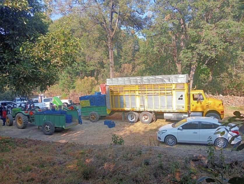 SSP y Defensa detienen a 14 presuntos implicados en robo de 160 cajas de aguacate