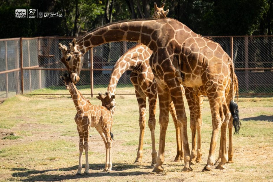¡Ya puedes visitar a la bebé jirafa del Zoológico de Morelia!
