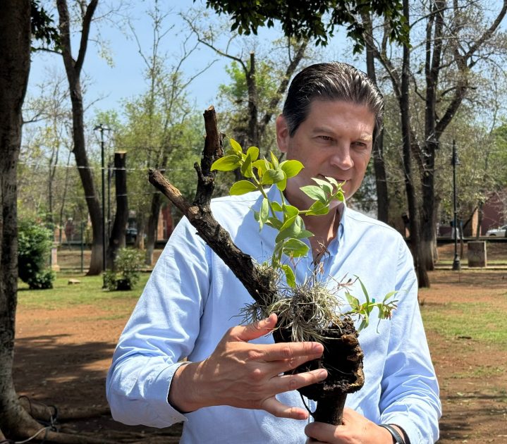 Arranca la Segunda Etapa de Poda Sanitaria.