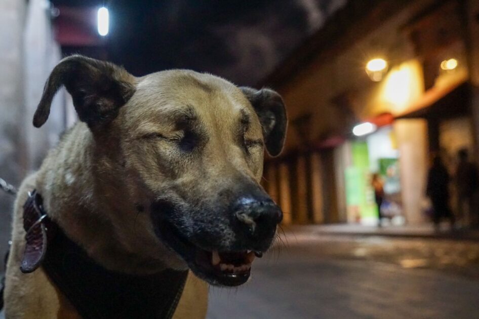 HISTORIAS. Día del Perro. Milanesa, la perrita sin ojos que aprendió a ver con el corazón