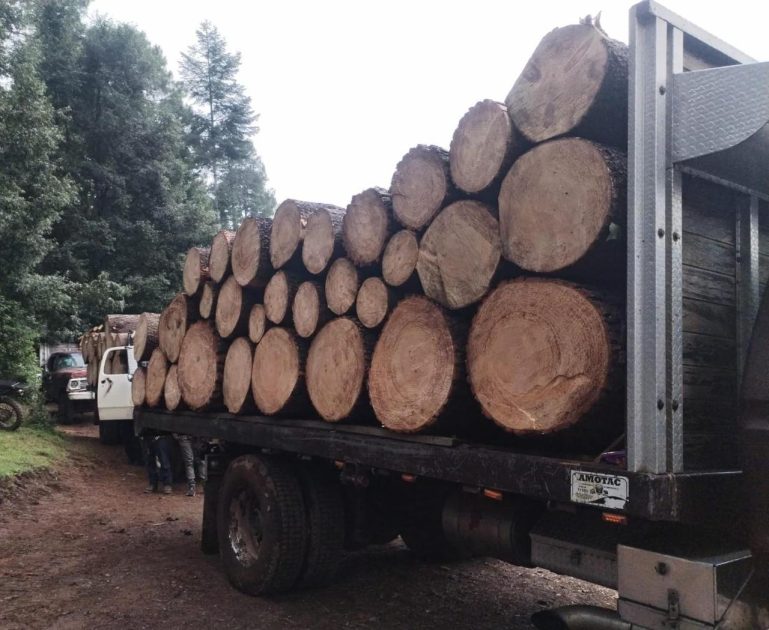 Detenidos en Senguio 10 hombres con rollos de madera ilegal: SSP