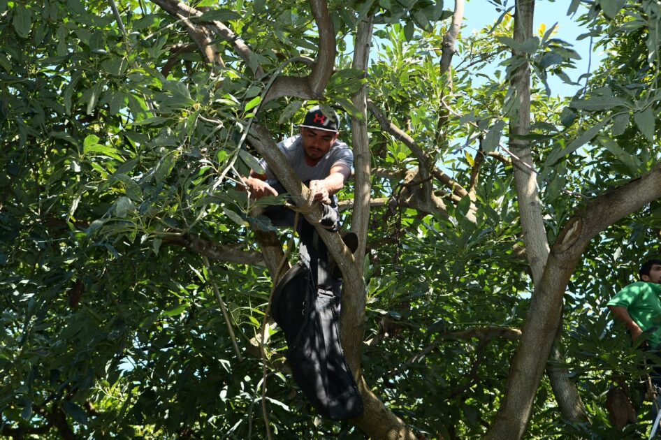 Michoacán, líder en formalización laboral en la agroexportación de aguacate: Sedeco