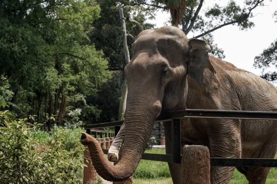 HISTORIAS. Chamberú, el gigante del Zoológico