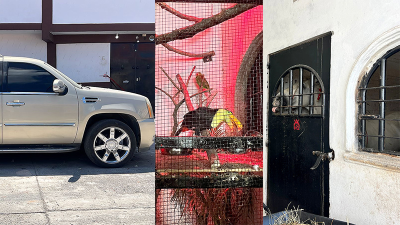 Les caen en Queréndaro. SSP asegura inmueble, 10 vehículos robados y animales exóticos