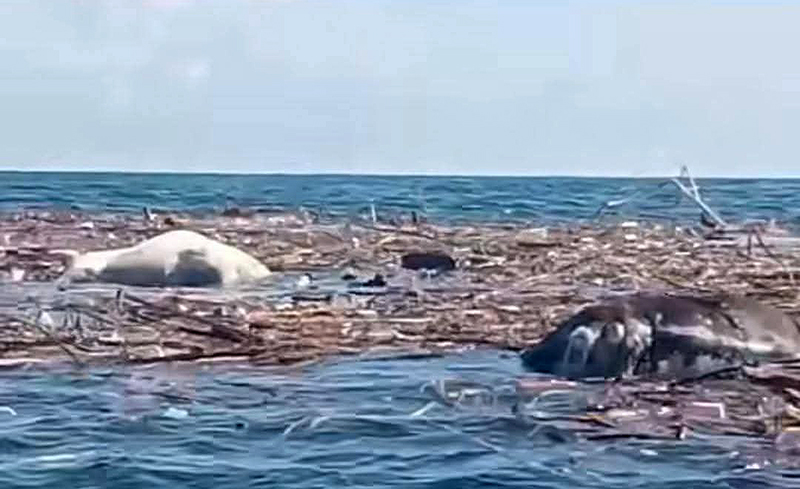 Tras tragedia en norte de Veracruz, aparecen varios animales sin vida en playas de #Coatzacoalcos