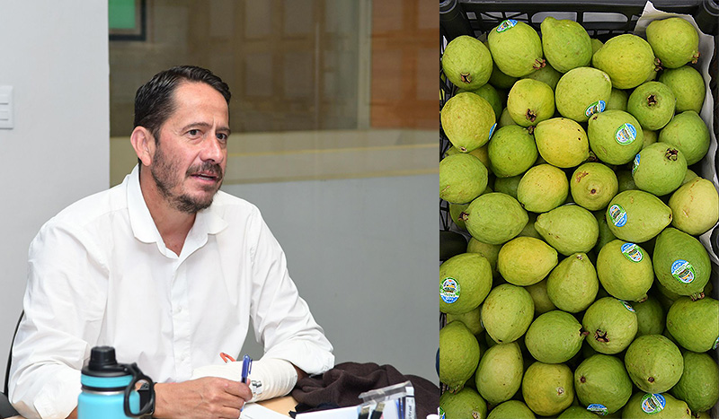 Guayaba y jamaica, orgullos michoacanos con alto valor económico y distintivo de origen: Sedeco