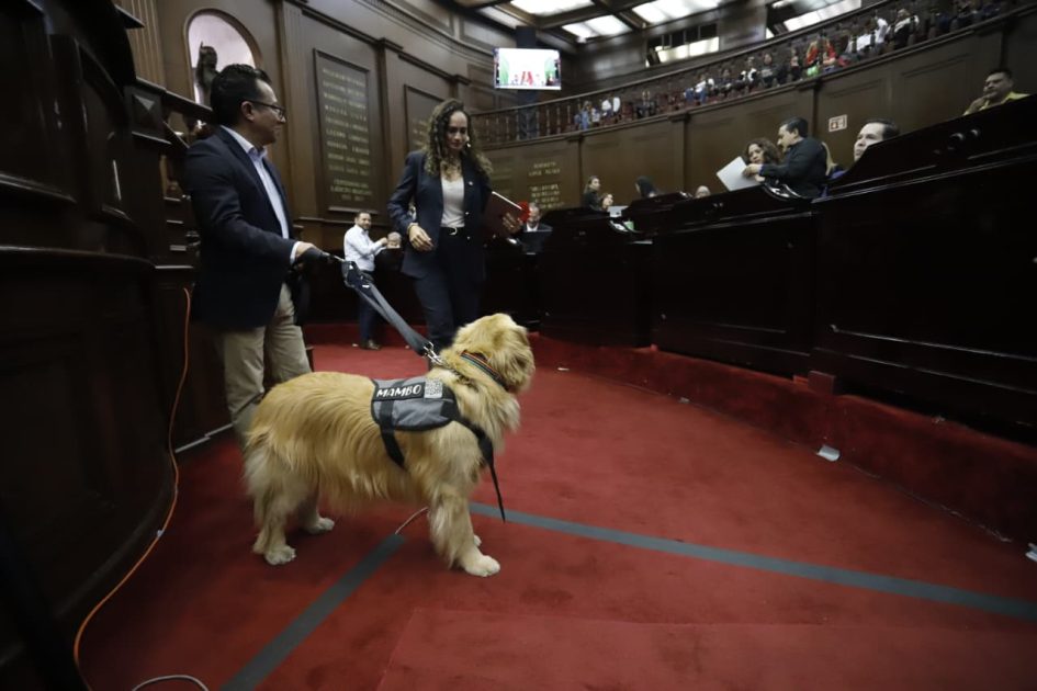 Congreso del Estado aprueba que personas con discapacidad se desplacen libremente con animales de asistencia⁠ ⁠