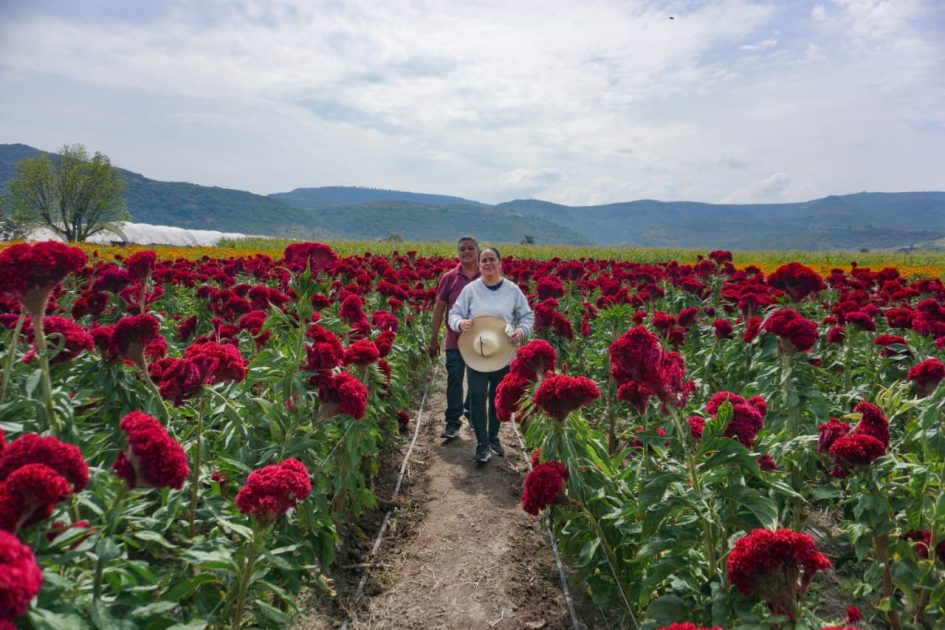 Entre flores y memorias se desarrolla la vida campirana de don José Manuel Rico Rodríguez