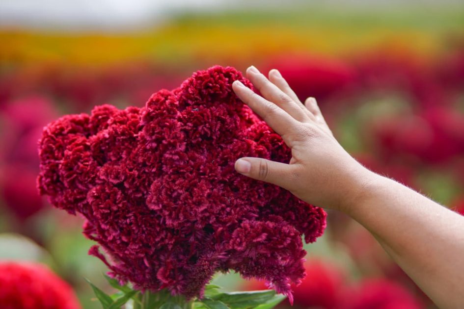En Copándaro florece el cempasúchil: orgullo, tradición y trabajo del campo