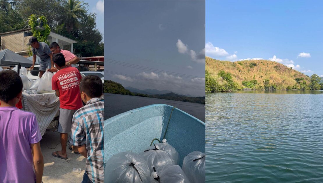 Compesca libera 100 mil alevines de tilapia en Lázaro Cárdenas