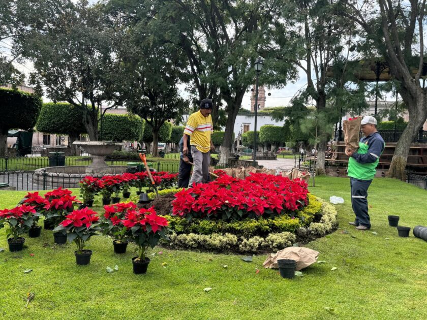 La Plaza de Armas se viste de rojo con nochebuenas