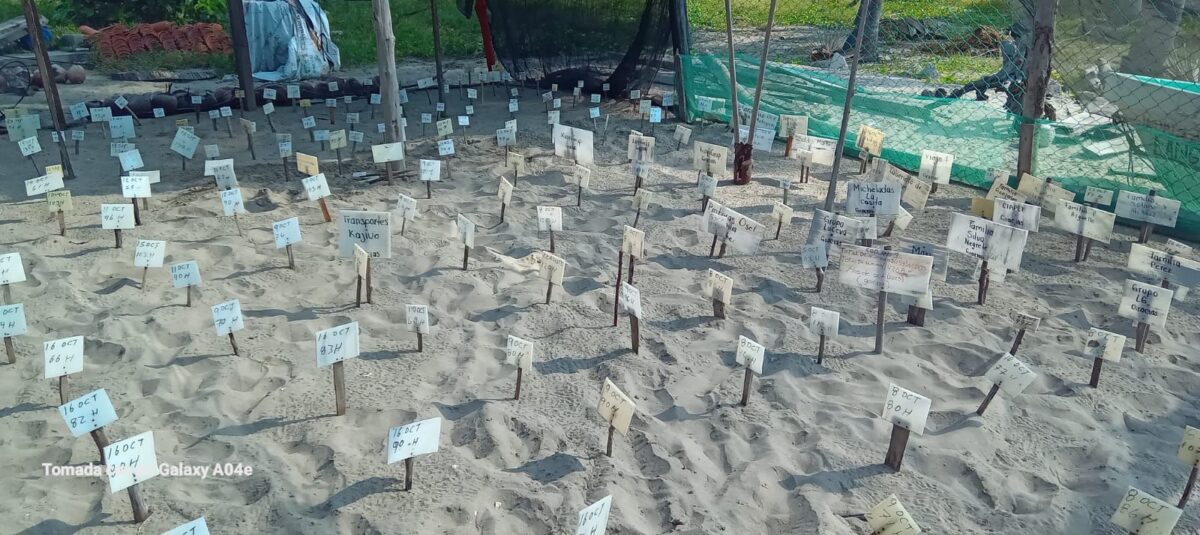 Campamentos tortugueros liberan más de 500 mil crías en un mes: Compesca