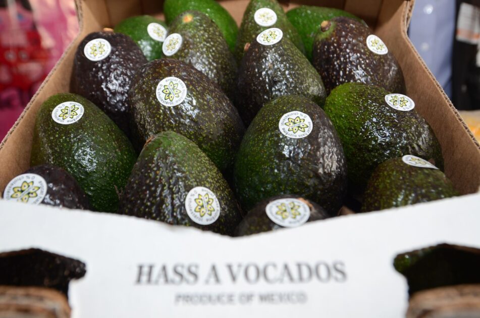 Certificado Laboral Agrícola garantizará salud y seguridad social en zonas aguacateras: Sedeco