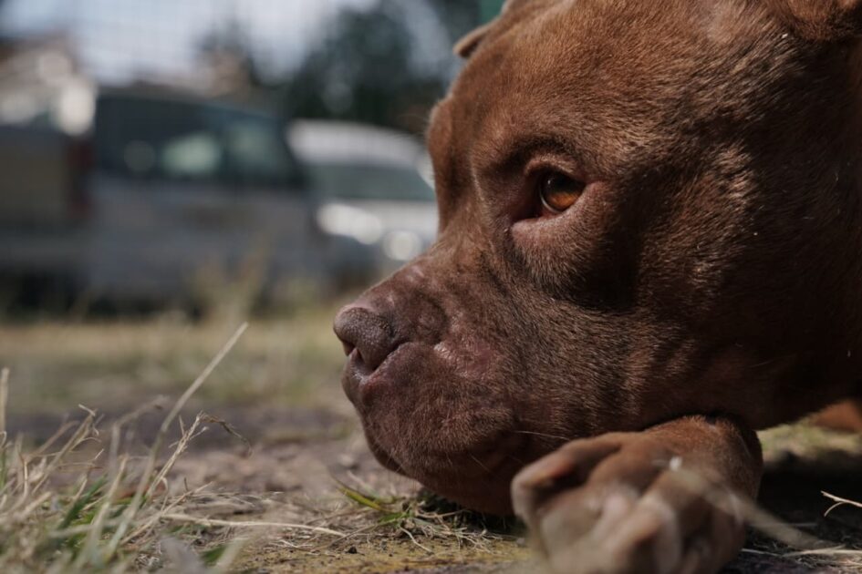 Sólo Choco, un pitbull con cara de malo y corazón de chocolate, no fue adoptado