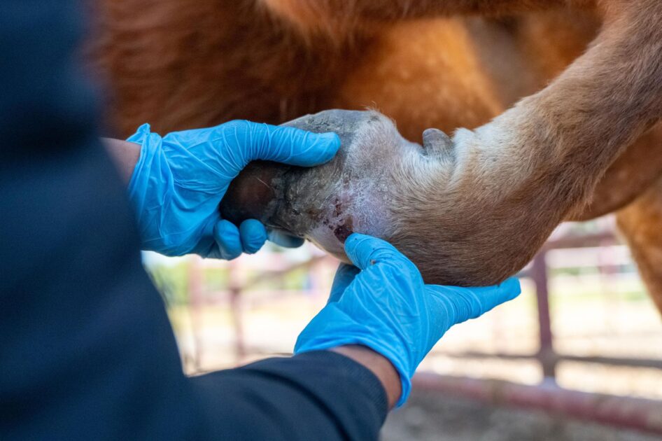 Detectan primer caso aislado de gusano barrenador en Villa Madero: Sader